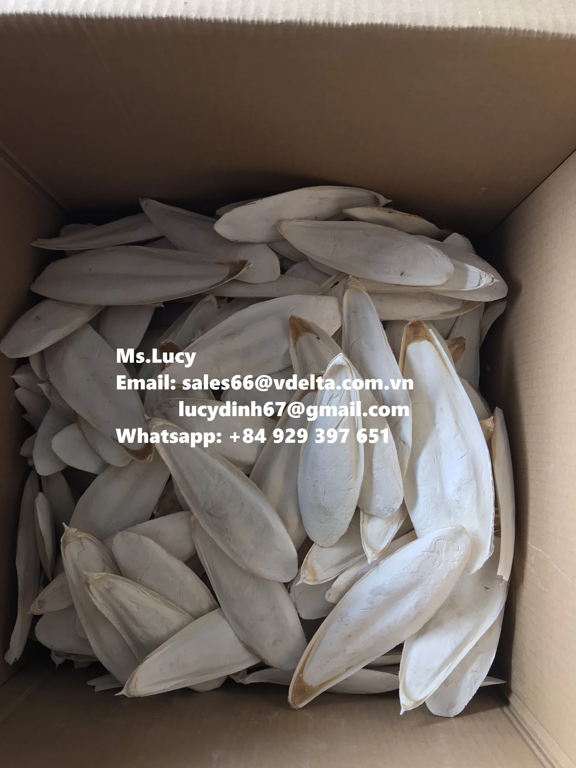 Vietnam Export Dried Sepia Powder/ Wholesale Dried Cuttlefish Bone Powder Ms.Lucy +84 929 397 651