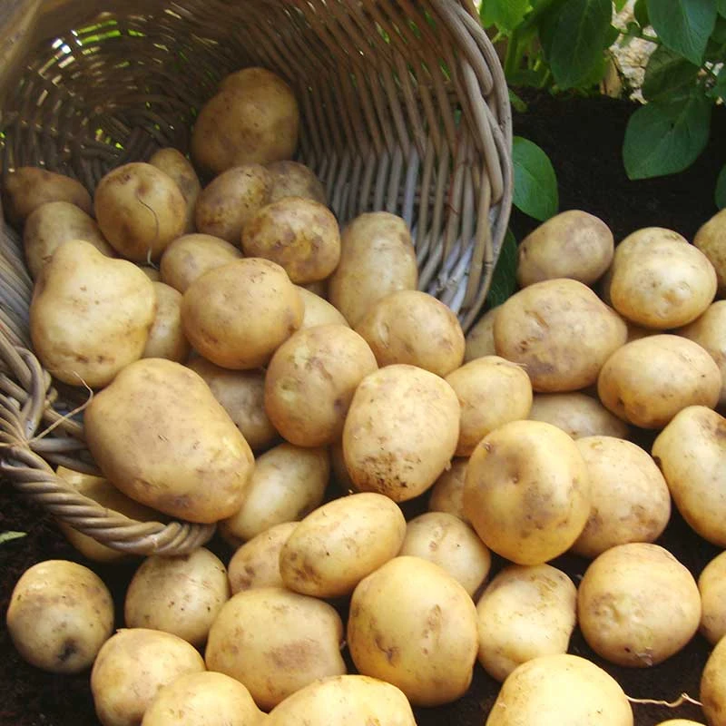  Низкая цена лидер продаж Овощной свежий картофель оптовая из