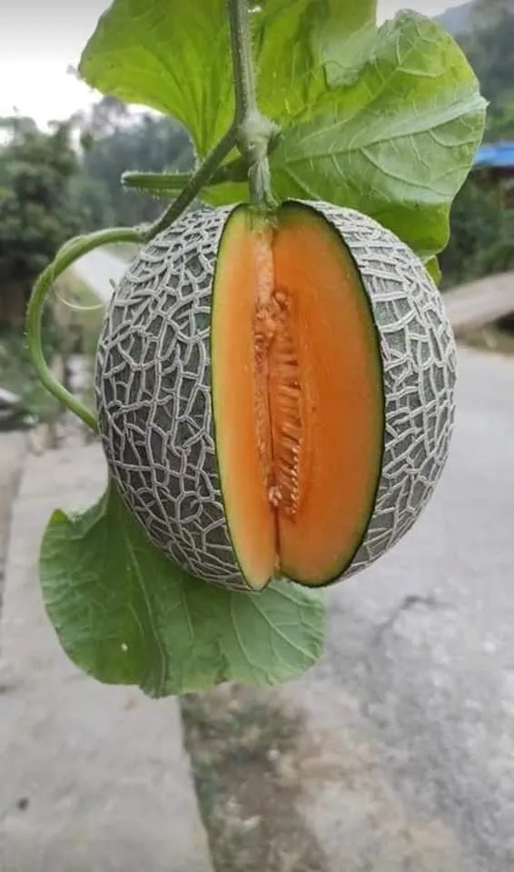 
Fresh catanloupe melon seeds 
