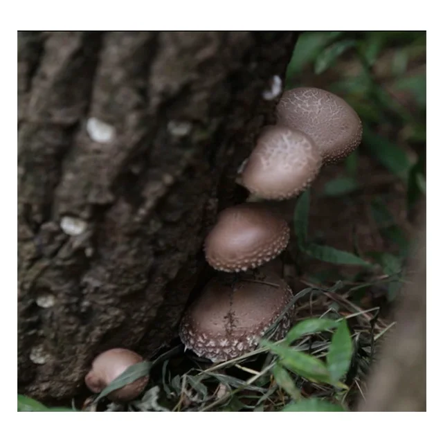 
Certified Wholesale Korean priceless Shiitake mushroom 