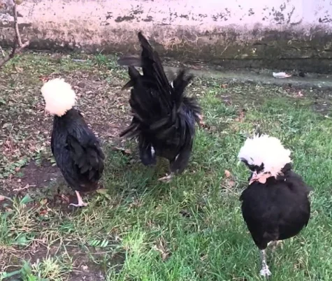 Fertilized egg of special chicken breed Nun Fizan from Turkey best price High Quality