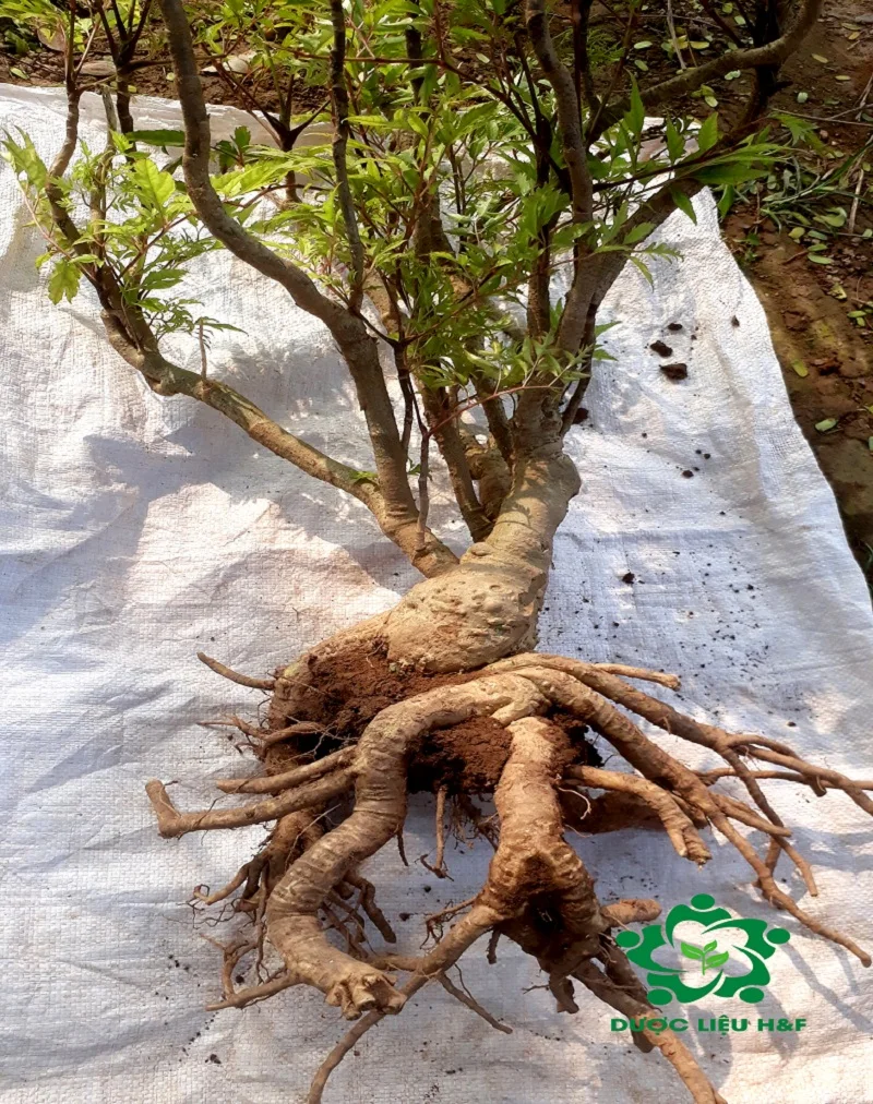 High Quality Ming Aralia Vietnamese Ginseng 100% Purity with Root and 30 cm Long of Main Stem