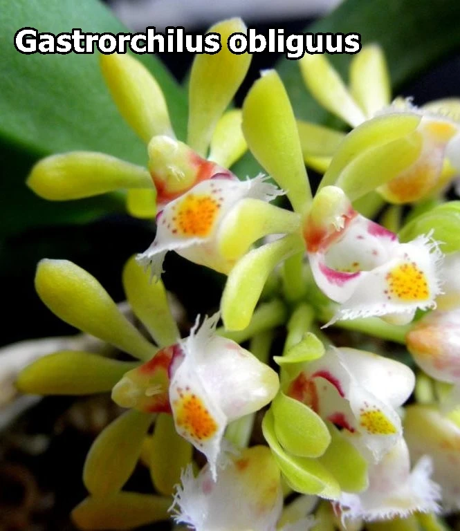 
Gastrorchilus Obliguus 