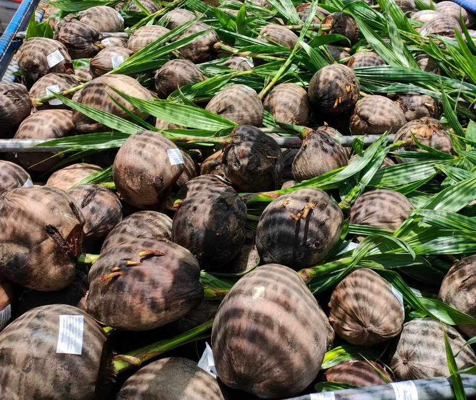 
Best COCONUT SEEDLING TREE, COCONUT PALM TREE SEEDLING 2021 