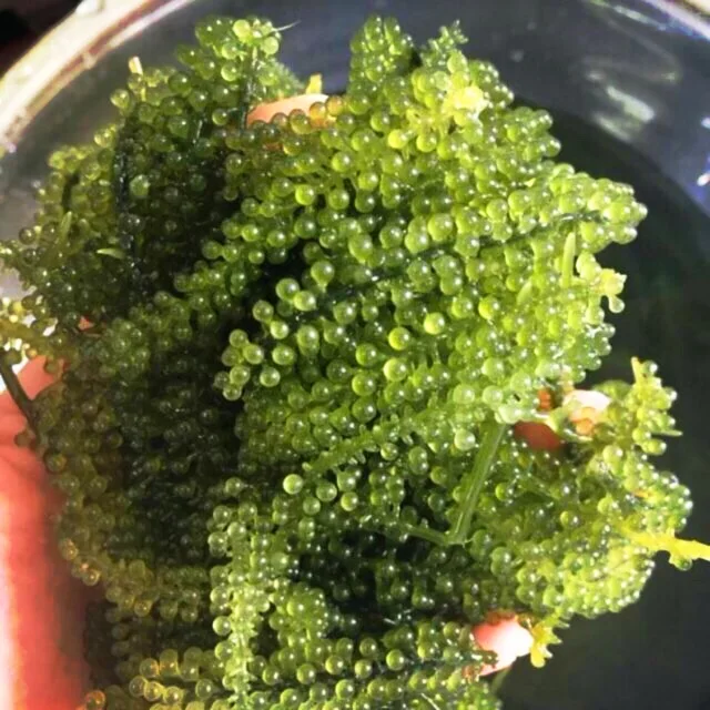 
SEAGRAPE / LATOK / GREEN CAVIAR with High Quality from Viet Nam 