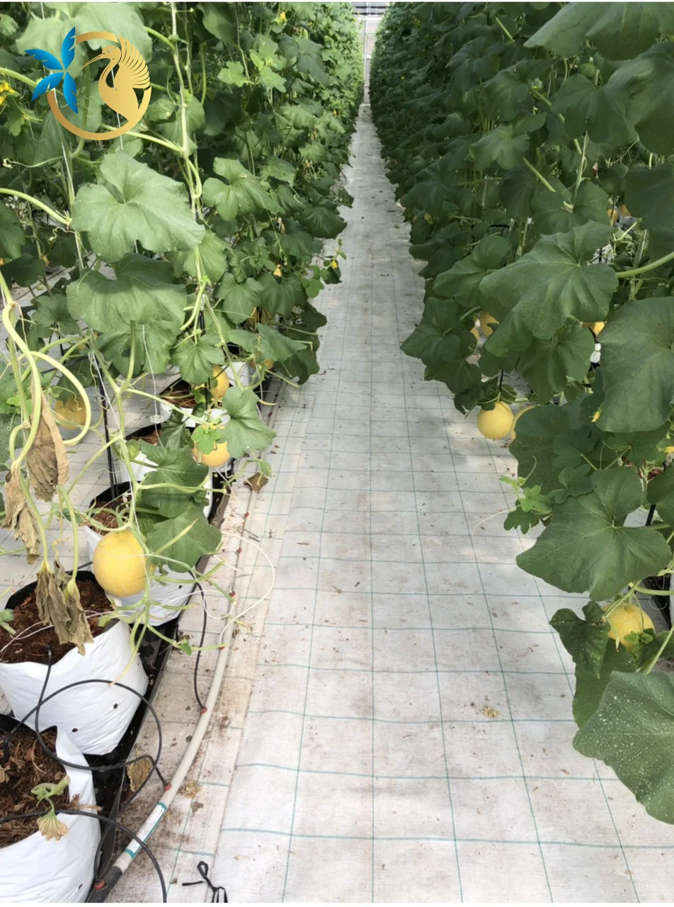 Hot sell Potting Soil Bagged Coco Peat for Incubating Plants Coconut Fiber Chip Husk Mix Pre-filled Bag Smart Solution for Plant