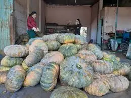 Best selling pumpkin in Vietnam/ Jasmine +84 896679047