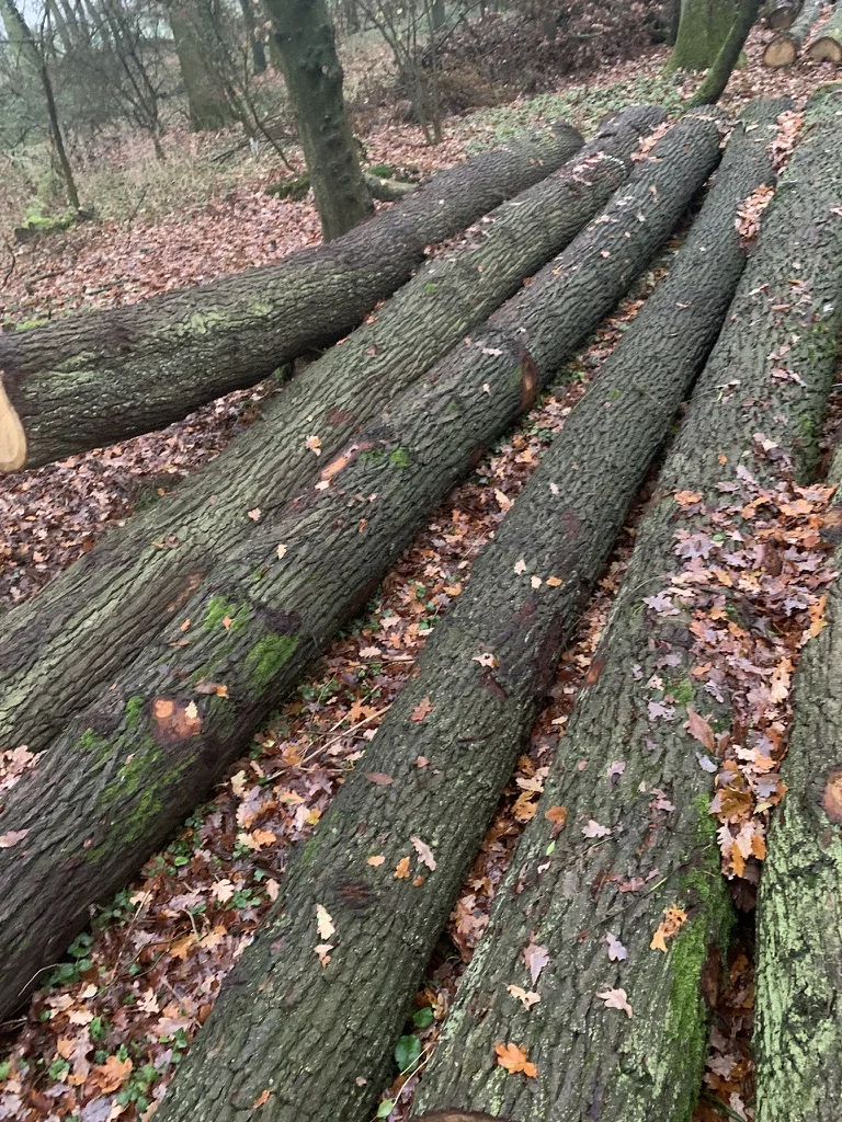 
European White Oak Round Logs 