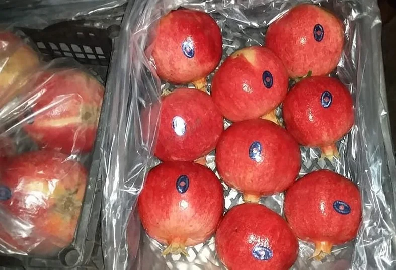
CHEAP EGYPTIAN POMEGRANATE 