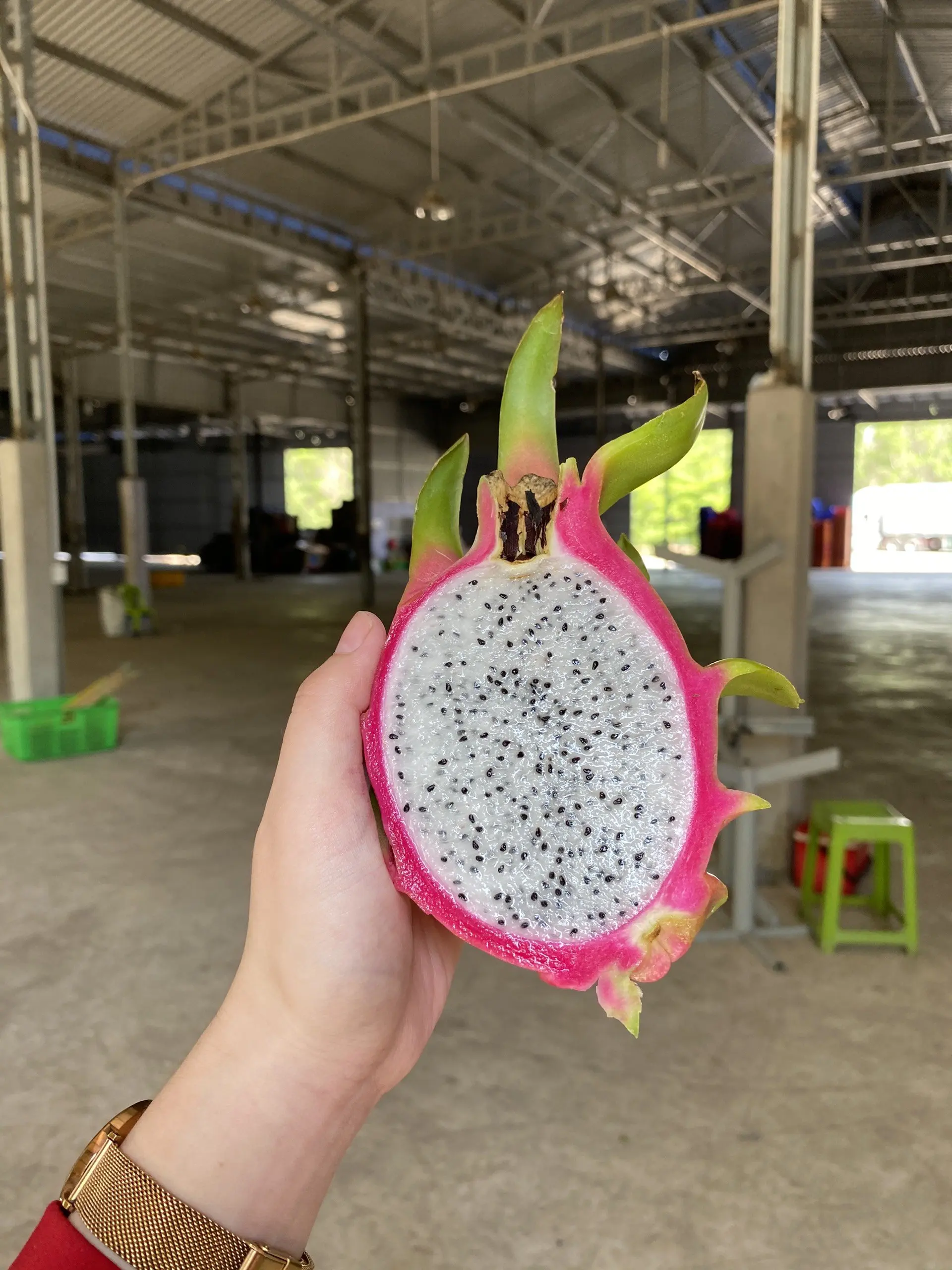 White Dragon Fruit from Vietnam/ Best price in the market