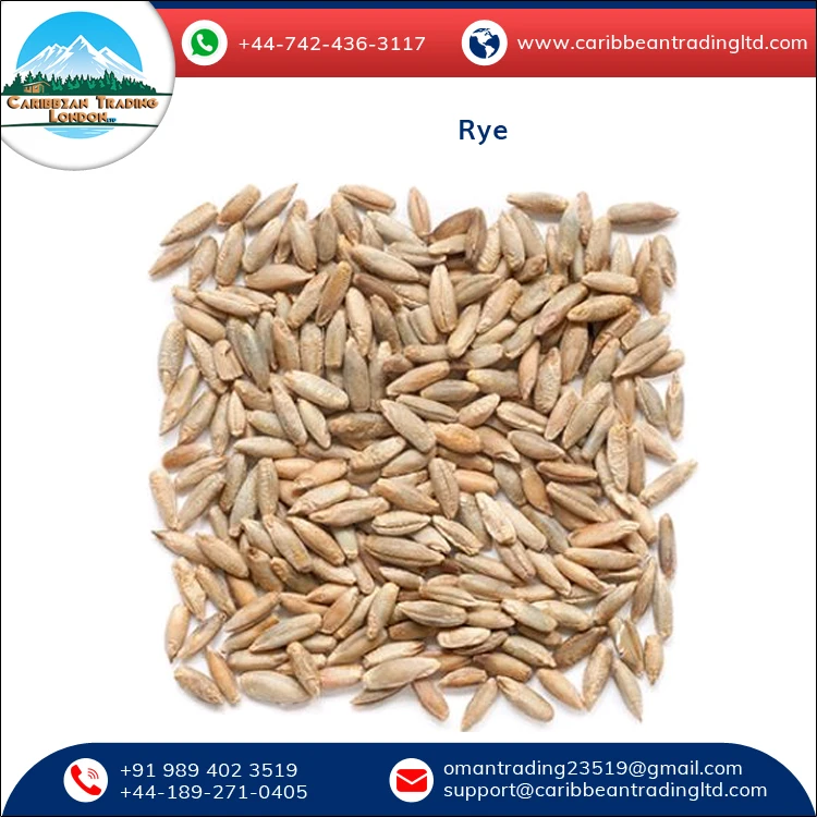 
Best Quality Hot Selling Organic Dried Rye Grain for Bulk Purchase 