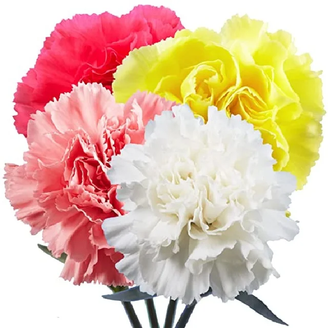 Fresh cut flower wholesale supplier Factory Latest Artificial carnation wedding table Mother Day Gift Dried Fresh Real Natural