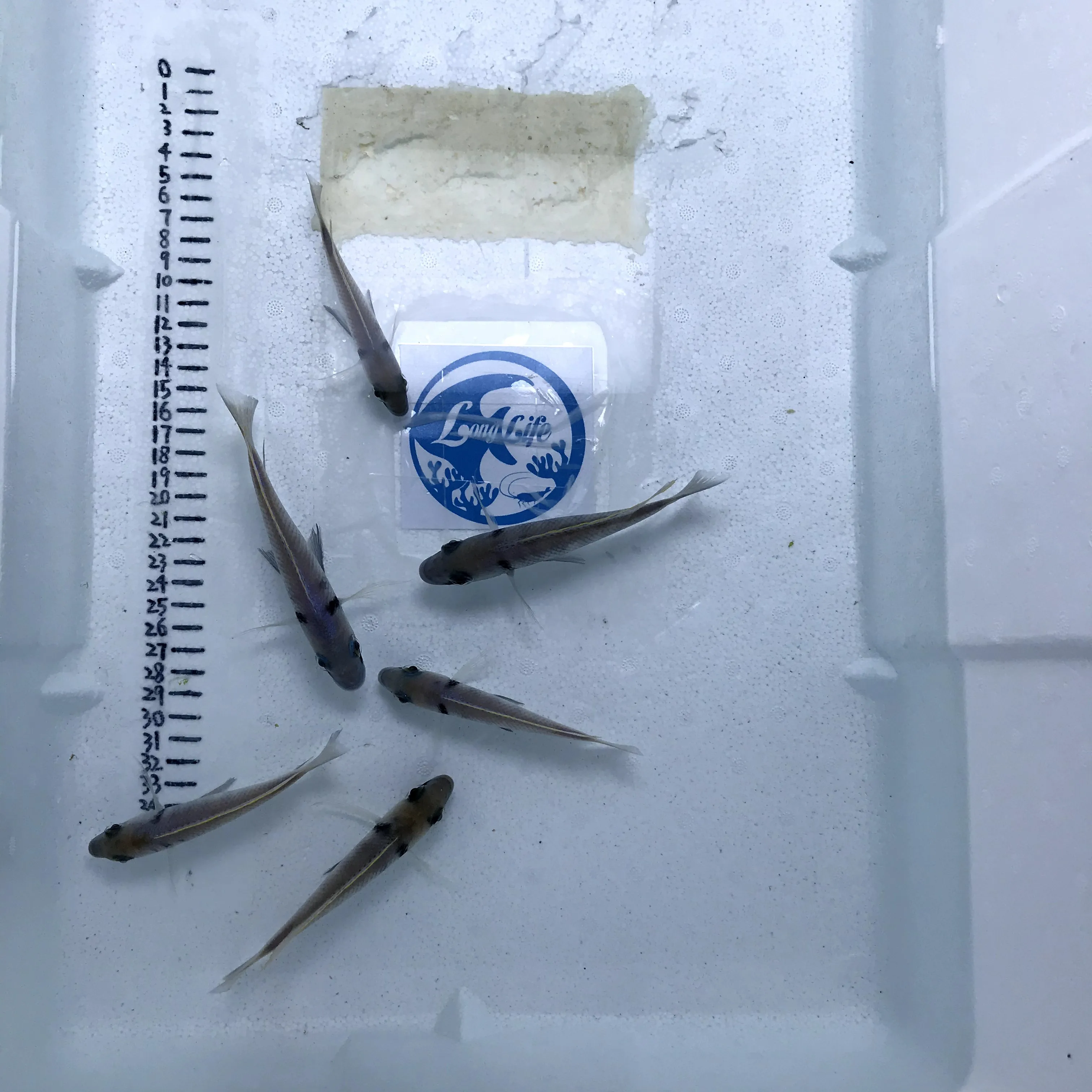 
Farm bred Placidochromis electra African Tangnyika Cichlids For sale 