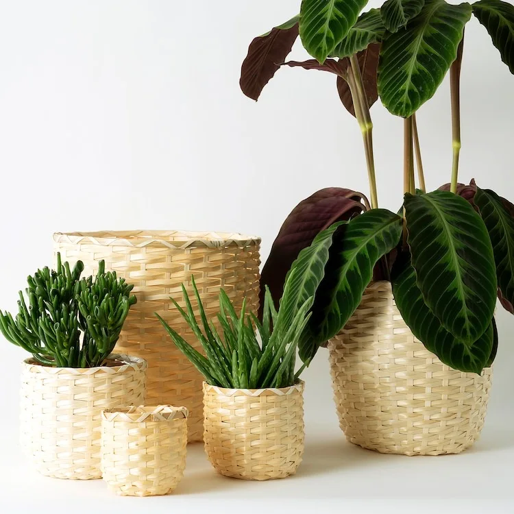 Plant Pot/flower Pot Bamboo Flower Pot/plastic Made in Vietnam Bamboo + PET Plastic + Clear Acrylic Coasted Pretty