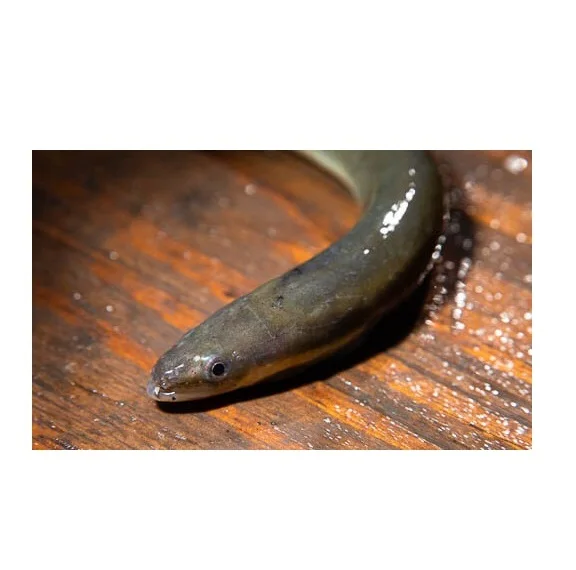 
Available Bulk Numbers Of Alive / Frozen Eel At Lowest Prices 