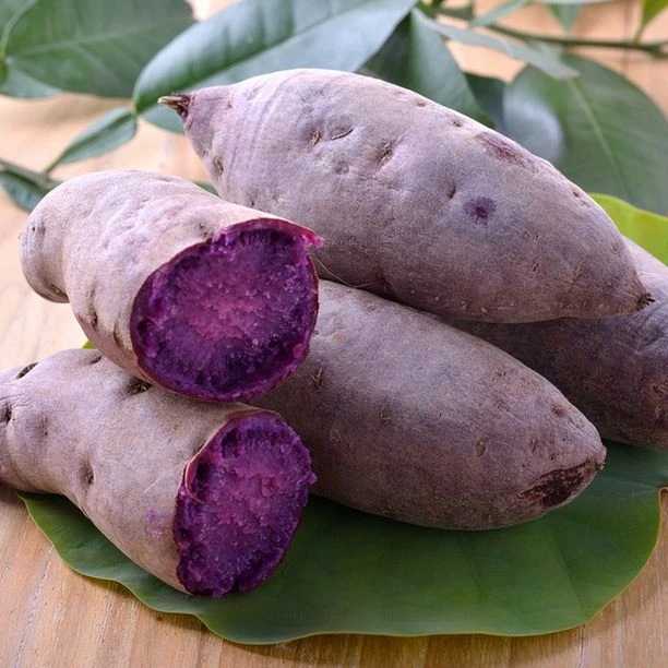 Highly Suggestion For The Purple Sweet Potato Made In Vietnam With 3 Months Maturity Have COMMON Cultivation Type