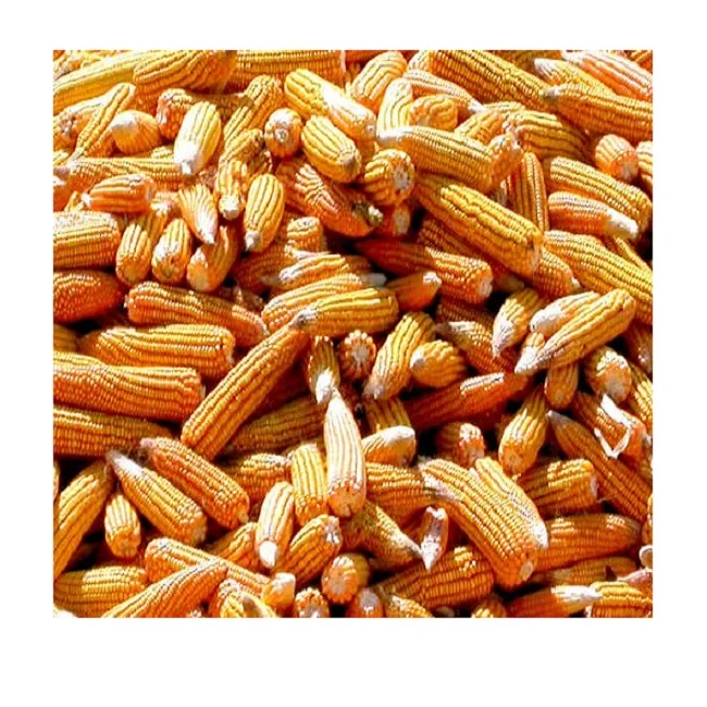  Желтая Кукуруза для оптовой продажи по лучшей цене из