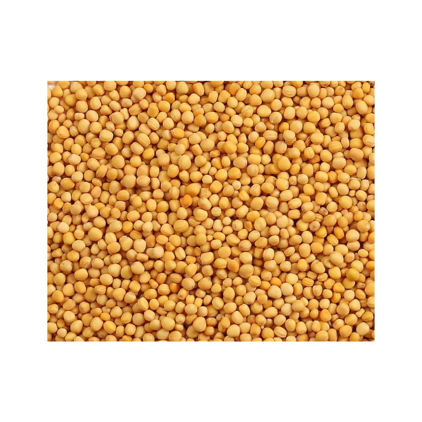 
Fast Delivery Yellow mustard seed price 