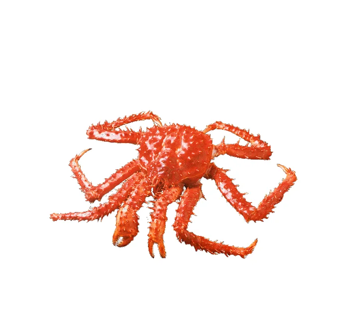 Fresh/Frozen/Live Red King Crabs, Dungeness Crab, Blue Crabs & Snow Crabs