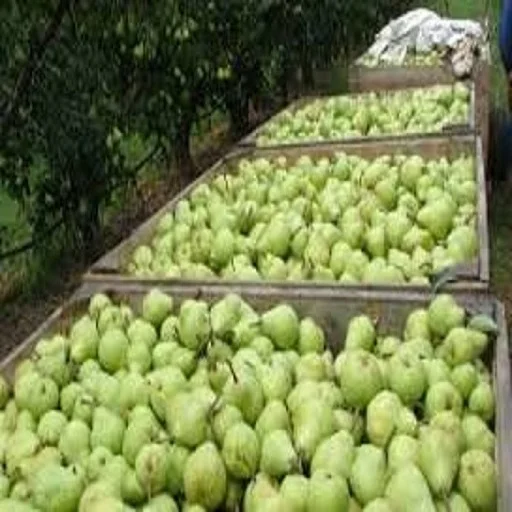 
fresh Egyptian pears 