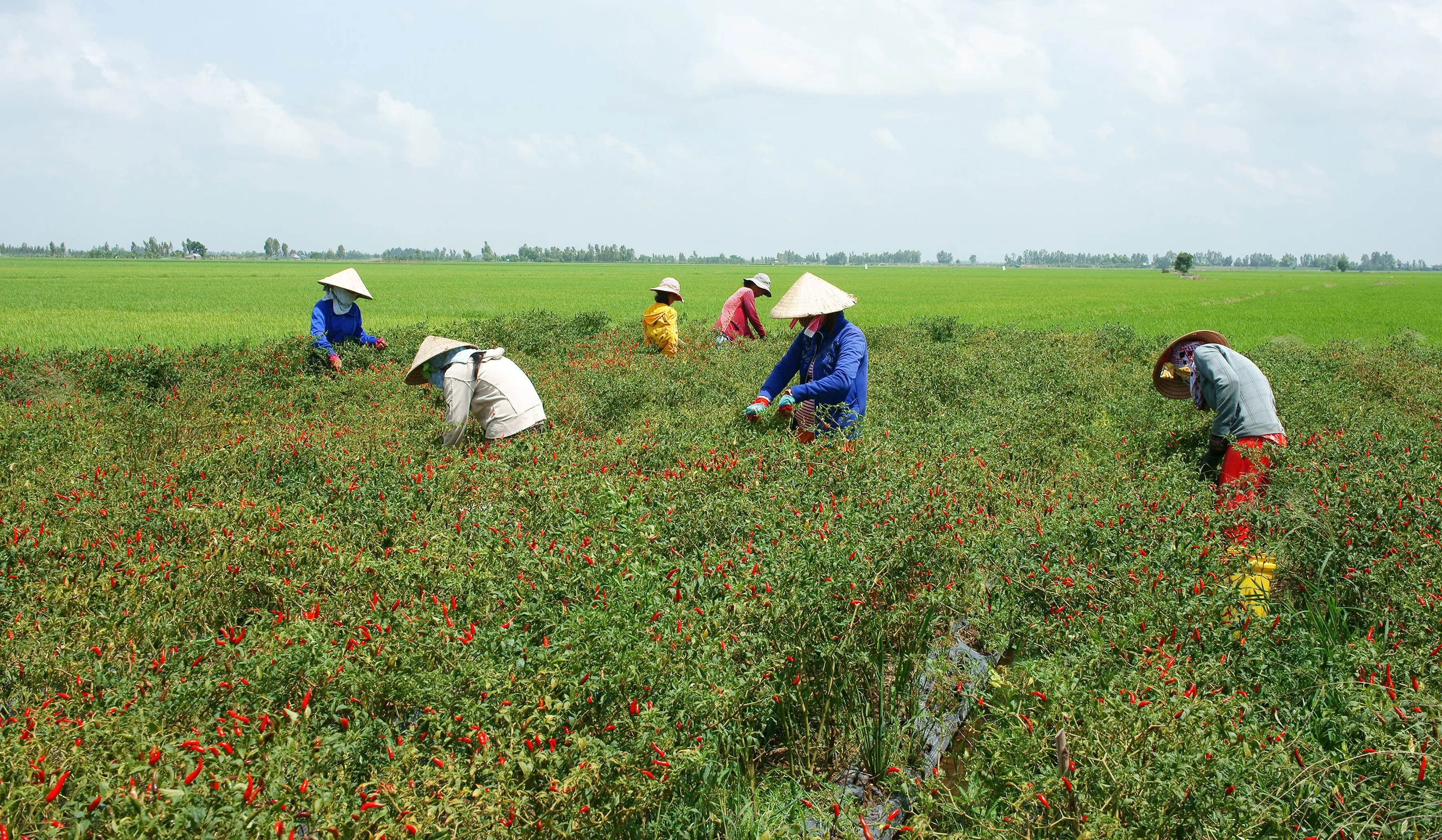 2021 Натуральный Свежий красный чили, новый урожай, горячий пряный покупатель/лучшее качество, оптовая цена, бесплатный налог, много пряных уровней, низкий налог из Вьетнама
