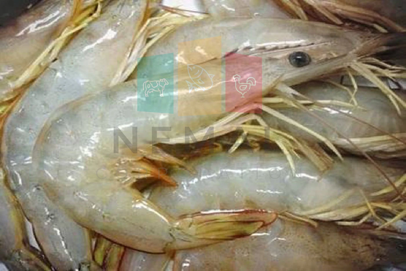 
Frozen White Shrimps Available 