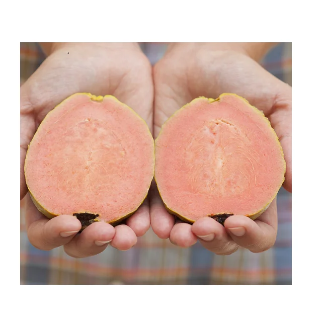 Organic Best Selling Fresh Guava Fruit In Low Price