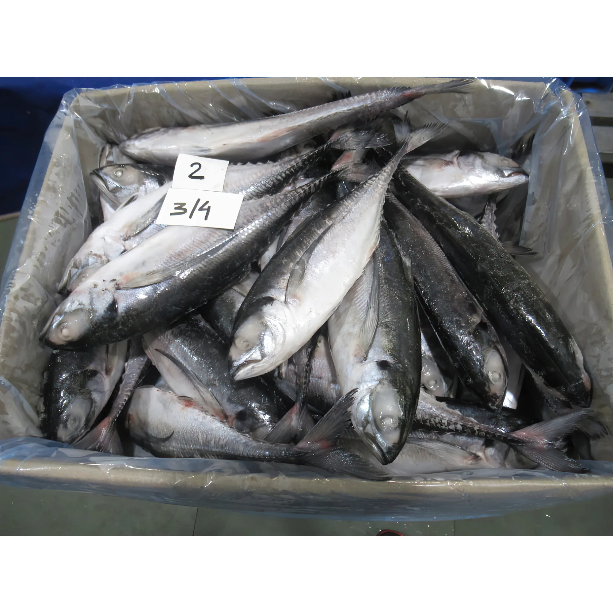Frozen Horse Mackerel, Pacific Mackerel, Tuna,