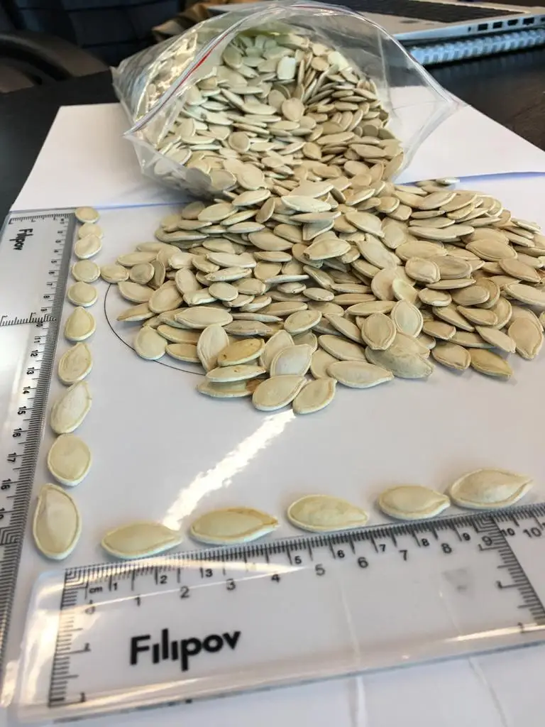 Top Grade Pumpkin Seeds Kernels Natural Roasted Pumpkin Seeds Raw Bulgarian Origin Top Quality New Crop Packaging Snacks