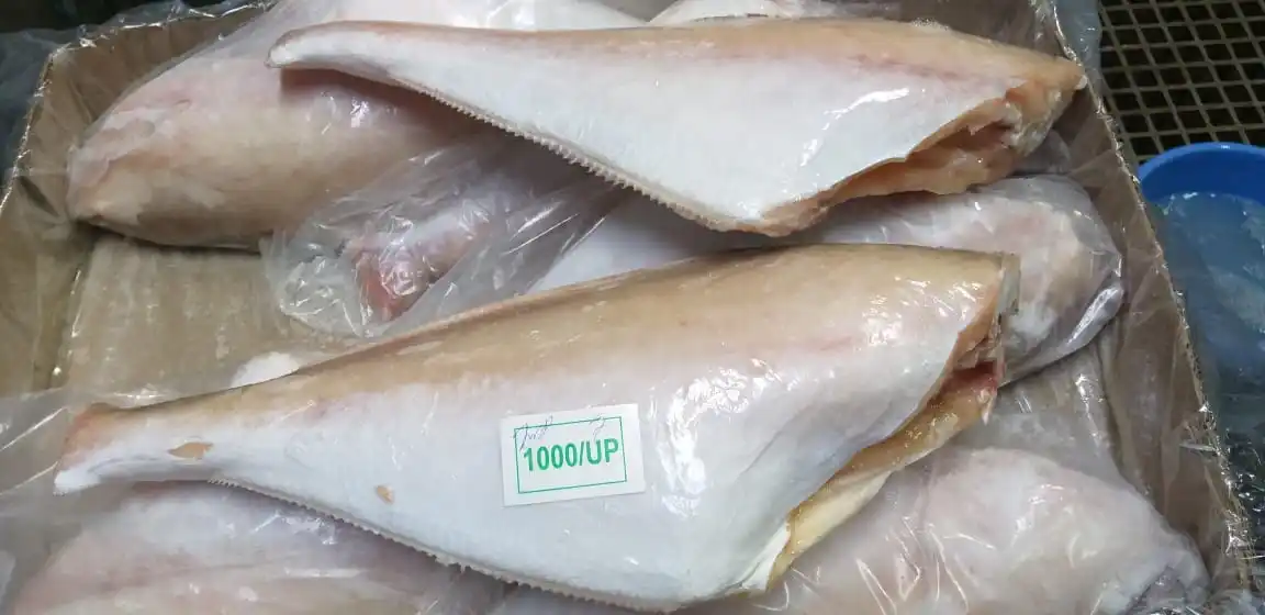 Frozen Leather jacket fish headless gutted tailless from India, Leather jacket fish HGT