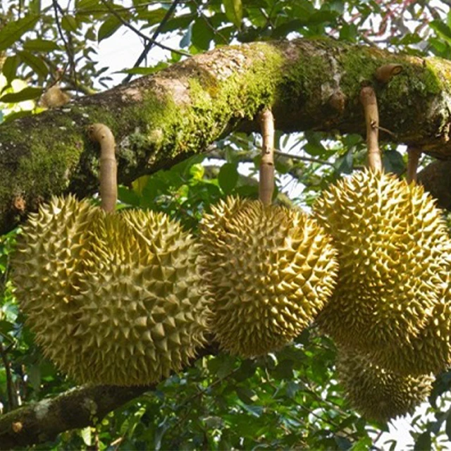 Fresh Super Delicious Taste Premium Quality Durian Whole Fruit Export
