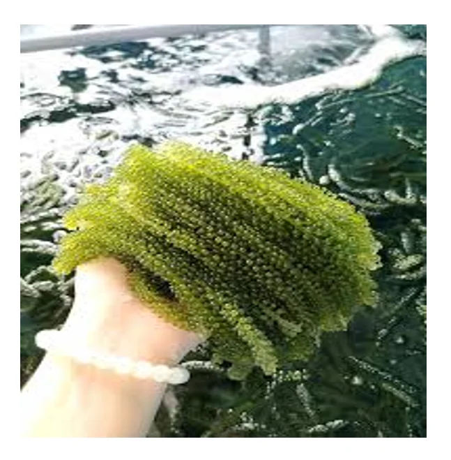 Seagrape в 99 золотых данных с хорошим содержанием питания-обеспечение большего количества волокон