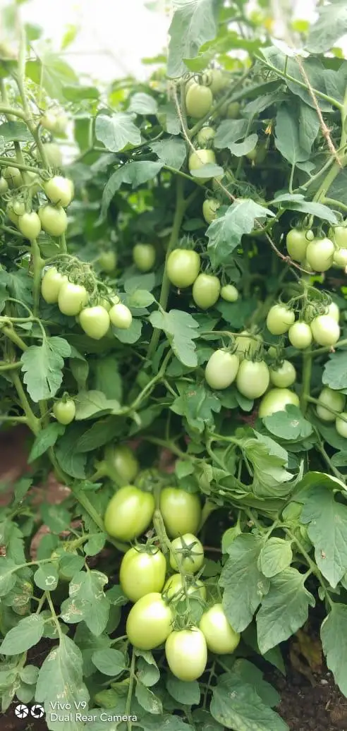  Оптовая цена на семена томатов Камерун