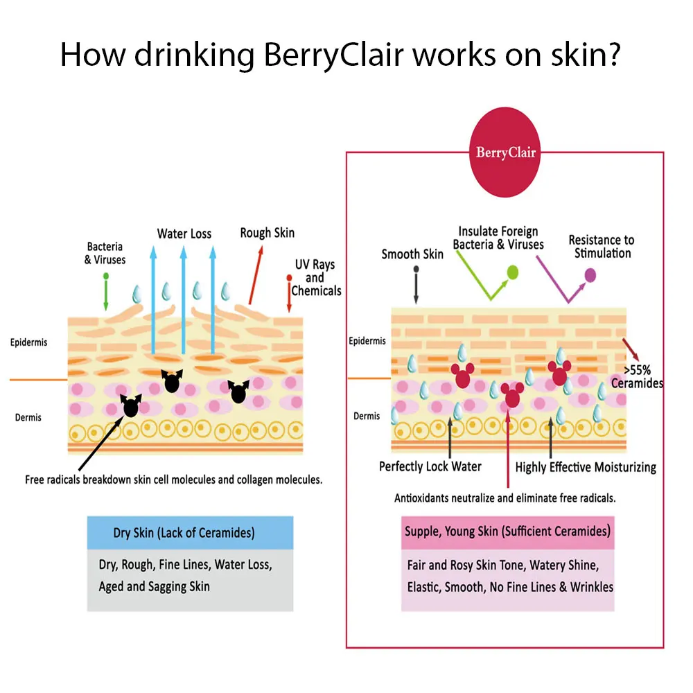 
BerryClair Antioxidant Collagen Tripeptide Beauty Berry Drink Instant Mixberries Skin Beauty & Healthy Soluble Powder 