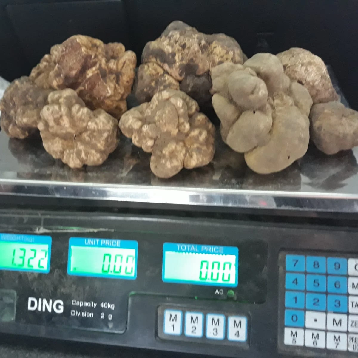 White italian mushroom gold wild