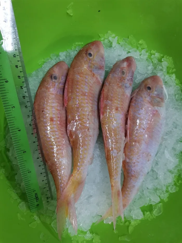 Malaysia High Quality Top Grade Natural Frozen Seafood Whole Round Red Mullet Goat Fish