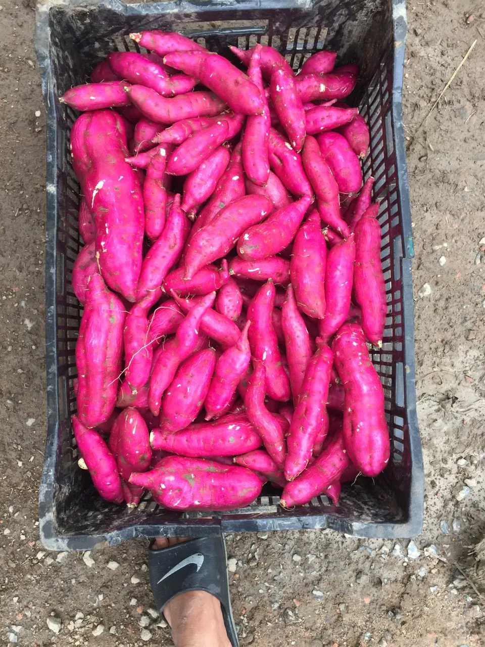 Свежий желтый сладкий картофель овощи экспорт оптовая продажа высокое качество (Сертификация: GAP HACCP...) -100% органический