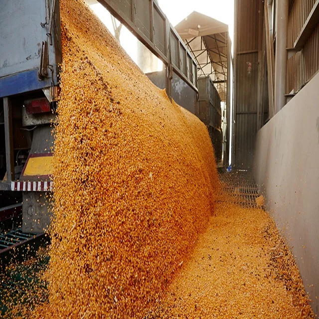 Качественные Жареные Соевые семена без ГМО соевые сухие продукты 0.5% макс. 1.0%