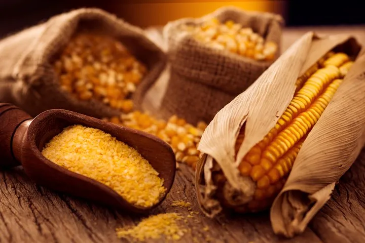 indian good quality of corn/yellow corn