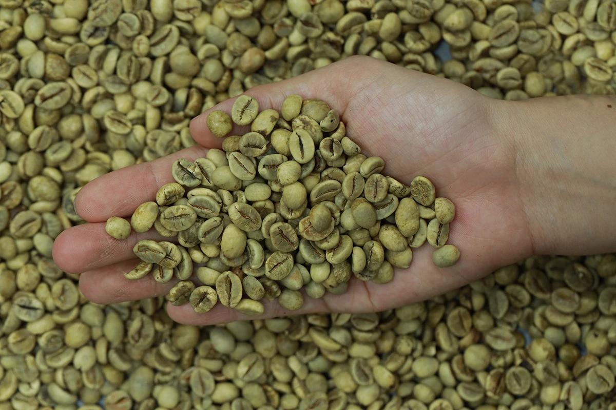 98% зрелости Сумка натуральный сухой сушеный (A16T) Арабика зеленых кофейных зерен из Вьетнама