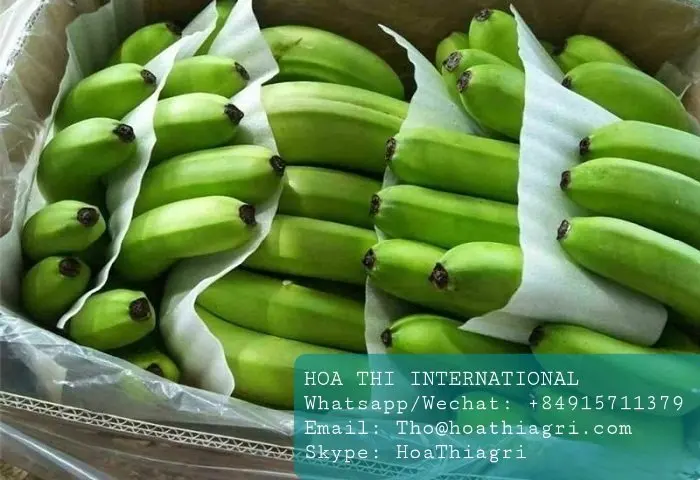 The Premium Fresh Cavendish Banana Vietnam With High Quality And Best Price For Export Ready To Shipping EU ASIA Market