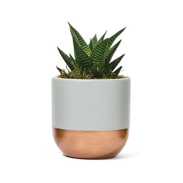 Flower Pots Planters/ Concrete Pots Promotional High Quality Planter / Home & Garden Decoration [Wholesale]