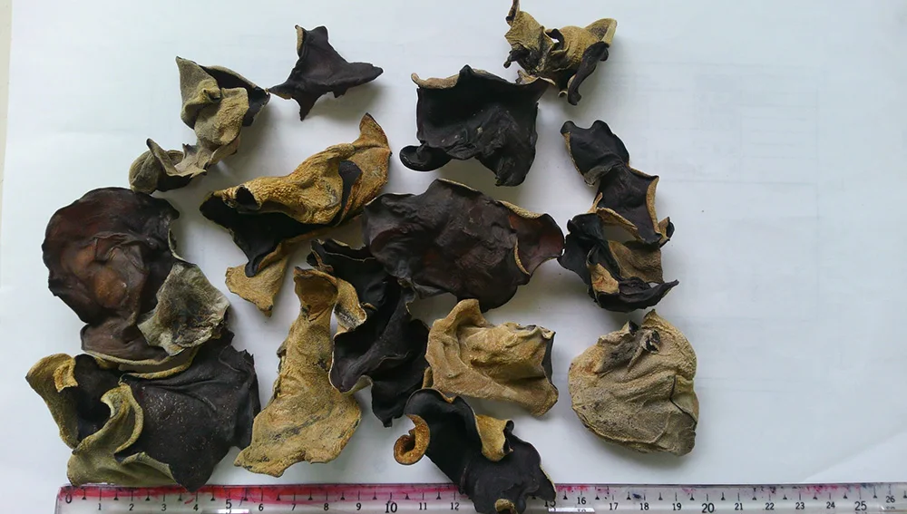  Japan quality 2 year Cultivated edible dried black fungus on trees