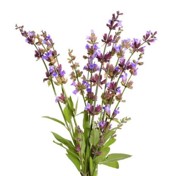 Clary Sage Hydrosol As Good Astringent Suppliers at Wholesale Price in India