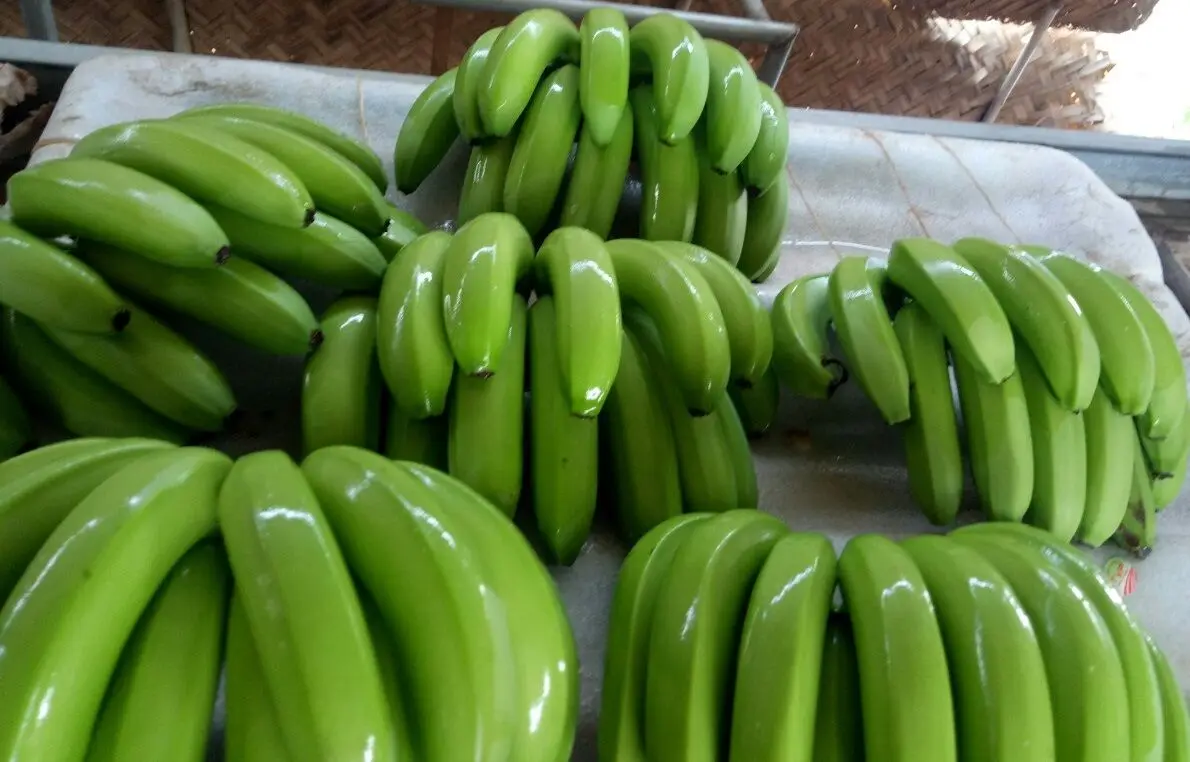 FRESH CAVENDISH BANANA FROM VIETNAM - BEST PRICE