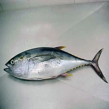 Frozen Bonito Tuna