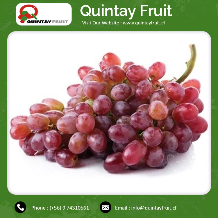 Crimson Seedless Grapes Best Quality Red Grape Seedless Fresh Grape Fresh Fruit Crimson Seedless