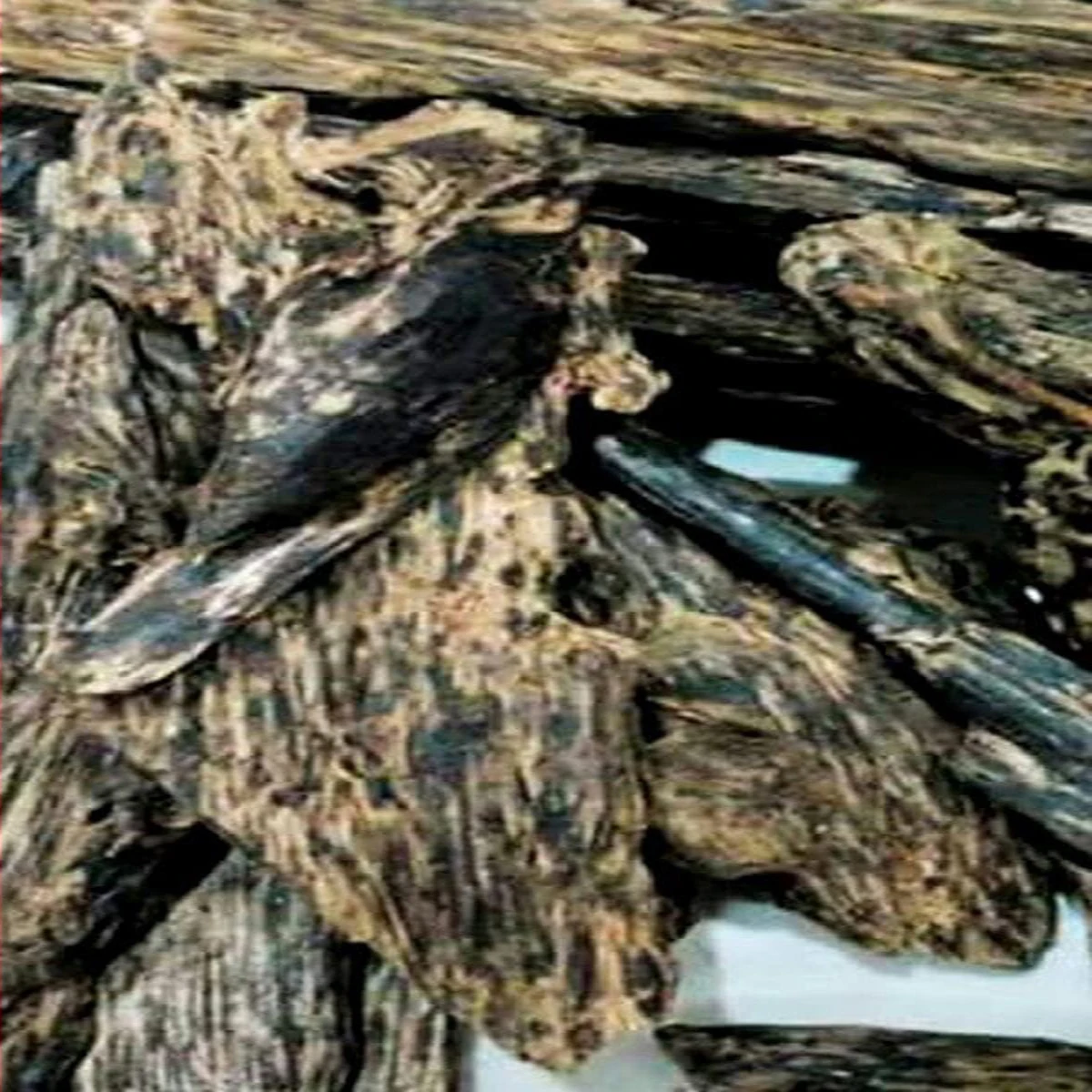 Agarwood Nagaland