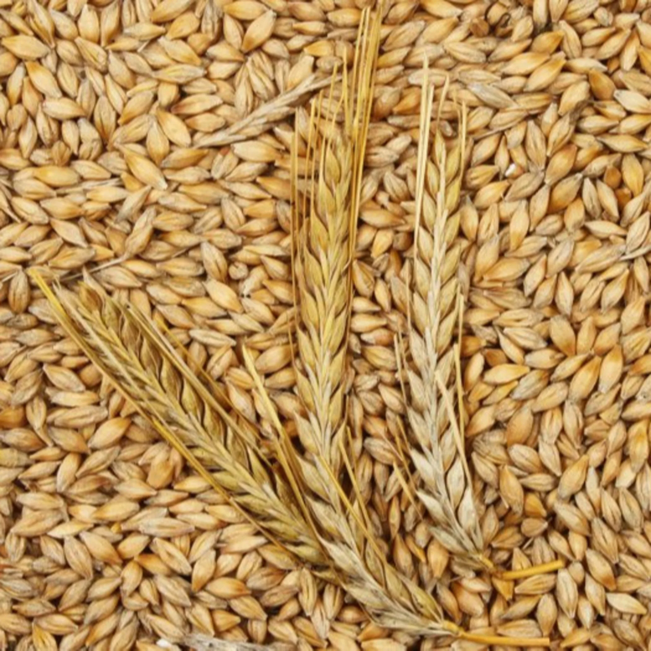barley seed for sale.jpg