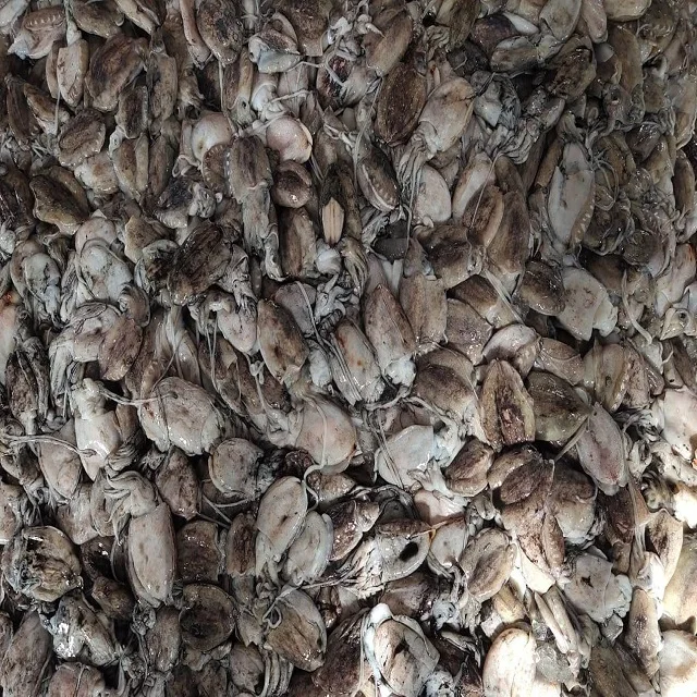 Top quality block frozen baby Cuttlefish whole from India, frozen baby cuttlefish